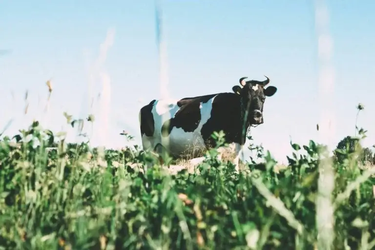 Vergiftet durch Milch?